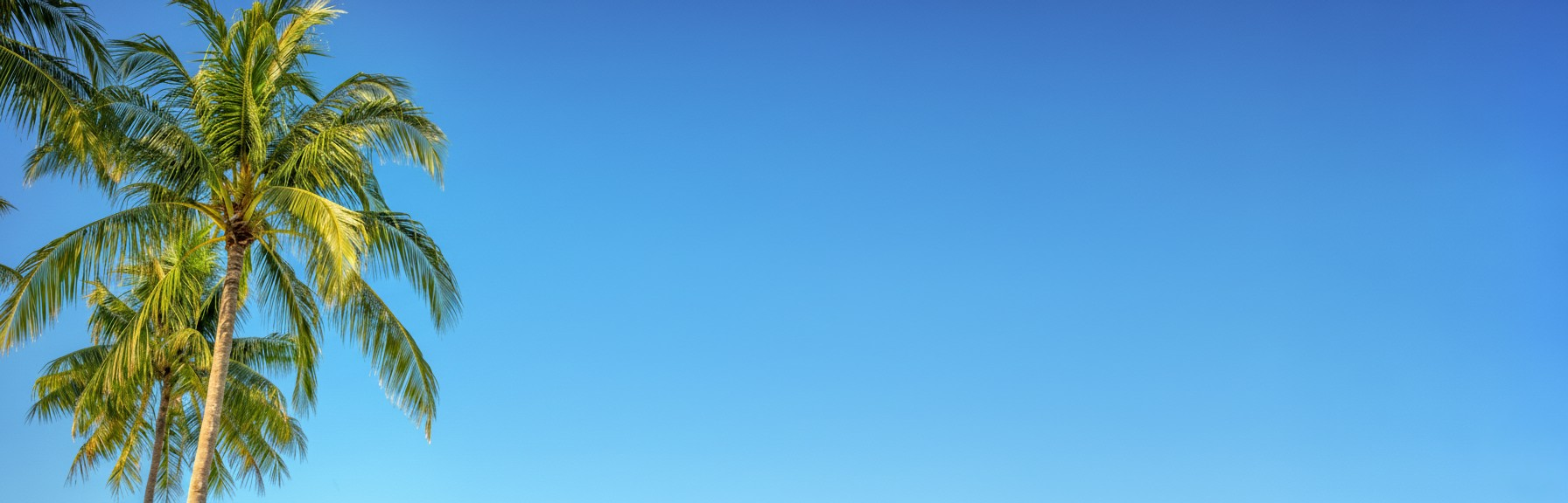 Immo Belgica Palmboom